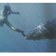 Illustration for article titled 6 Tools to Fight A Shark and Win (Maybe)